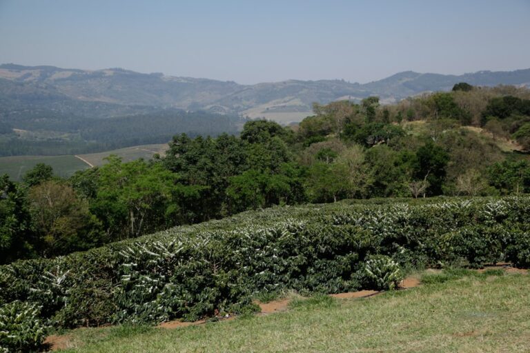 direct farm to cup